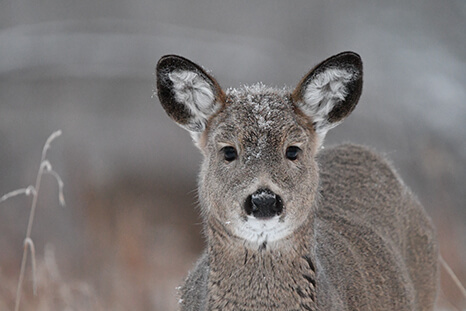 Deer