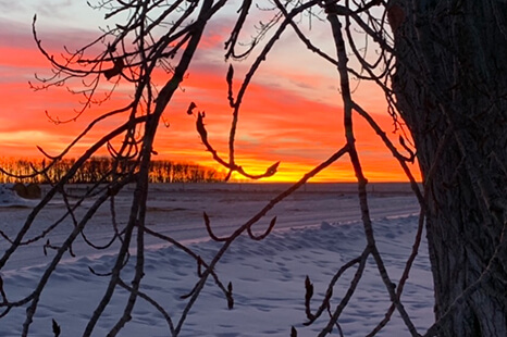 Living Skies