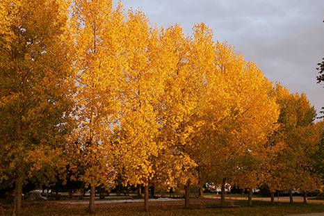 Trees