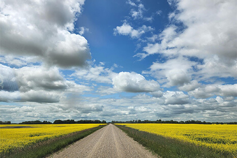 Cover Gladys Zavislak Canola Fields