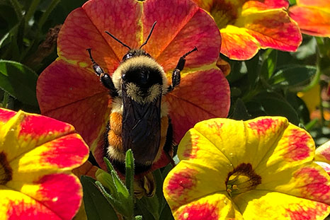 June Crystal MacNaughton Bumble Bee Duty