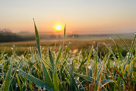 August Coreen Buchinski - It's Dew Time